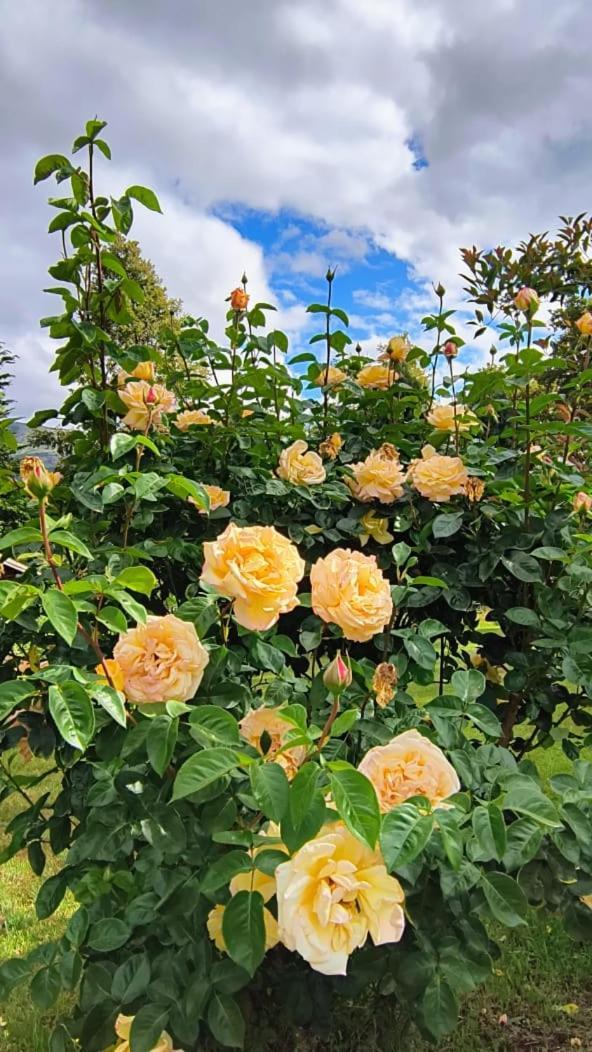 Cautiva Morena San Martín de los Andes 外观 照片
